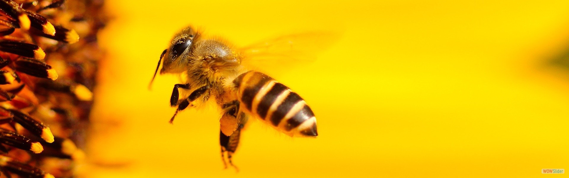 Expert Live Honey Bee & Comb Removal